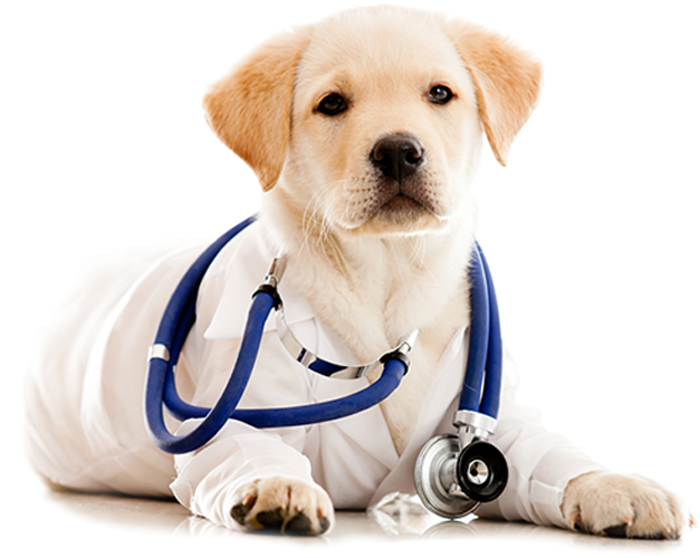 Ejercicio de nuestros perros durante la cuarentena.